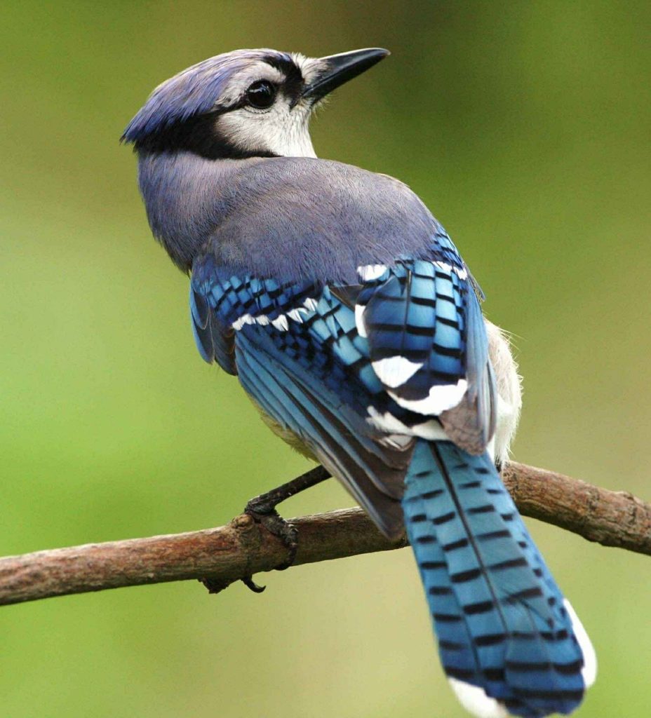 Image of Blue Jay on a Branch